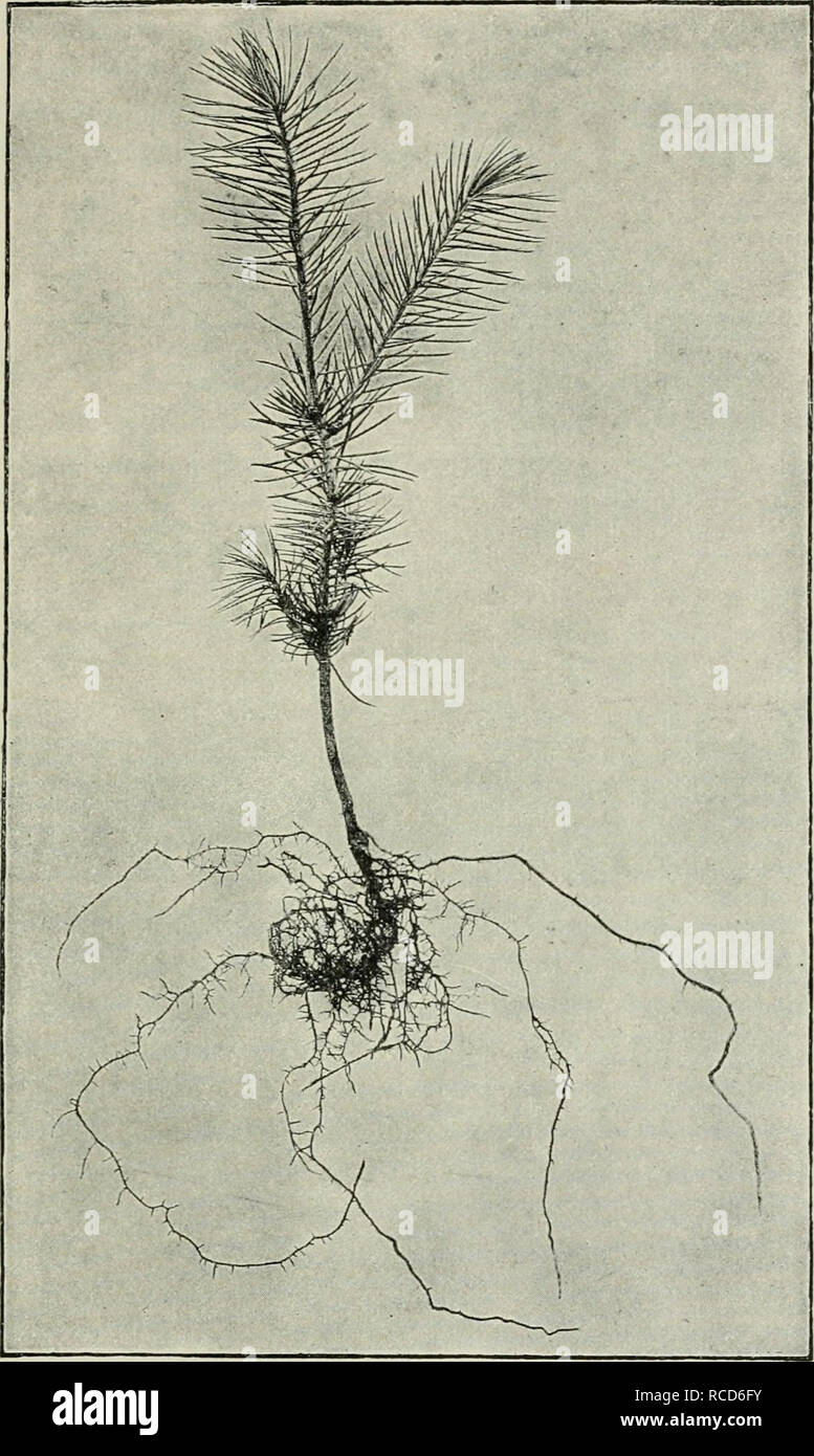 . Diseases of plants induced by cryptogamic parasites; introduction to the study of pathogenic Fungi, slime-Fungi, bacteria, &amp; Algae. Plant diseases; Parasitic plants; Fungi. ECTOTROPHIC MYCORHIZA. 95. Fig. 17.—Spruce seedling in third year, grown in clay-loam. Typical coral-like mycorhiza are absent. The strong root to the right shows, on its newer parts and on all lateral roots, only root-hairs and no fungus. The remaining roots are not modified in any way—some are covered with loose fungal caps, others have both fungal caps and root-liairs, while otliers are quite free froin fungi. &lt; Stock Photo