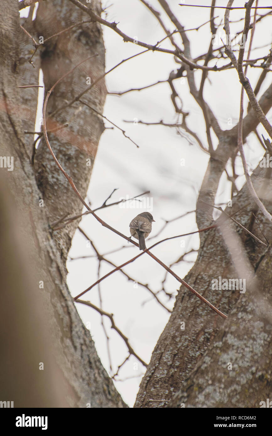 Bird in trees Stock Photo Alamy
