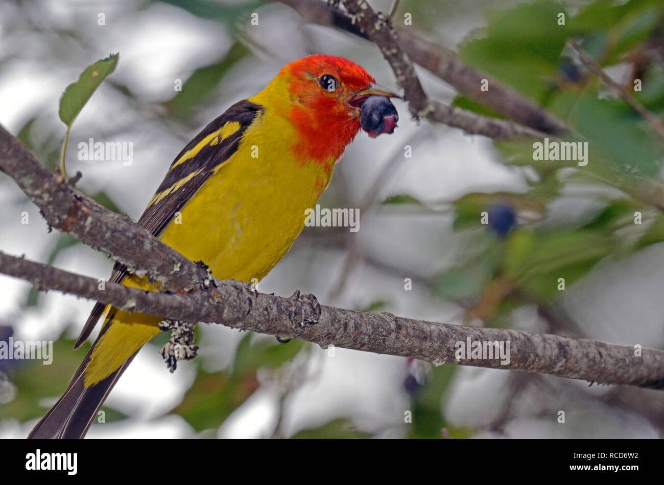 Western tanager feeding in a Saskatoon Serviceberry tree in summer