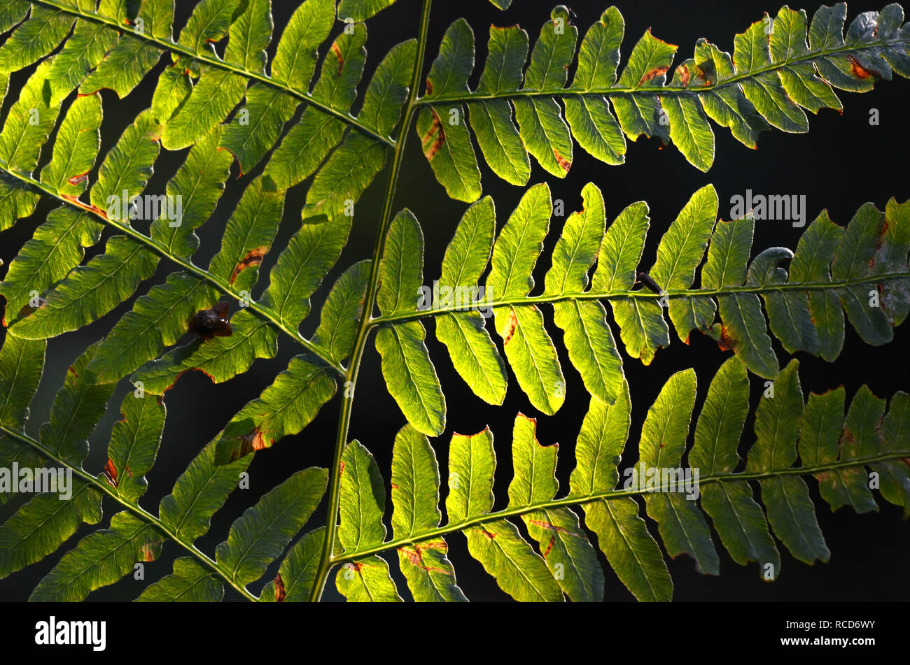 Bracken fern close up in late summer. Yaak Valley in the Purcell Mountains, northwest Montana. (Photo by Randy Beacham) Stock Photo