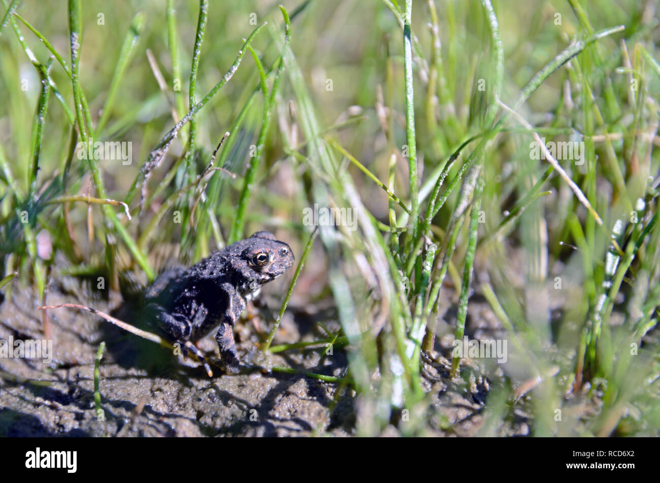 Juvenile western toad in a wet riparian habitat next to a mountain lake in Fish Lakes Canyon. Mount Henry Roadless Area, MT. (Photo by Randy Beacham) Stock Photo