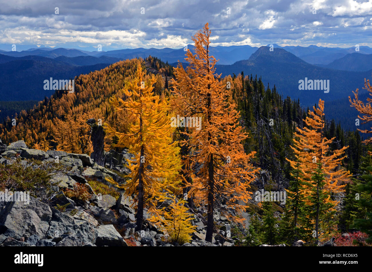 Alpine larch in the Ten Lakes Scenic Area in fall. Kootenai National Forest in the Purcell Whitefish Range, Montana. (Photo by Randy Beacham) Stock Photo