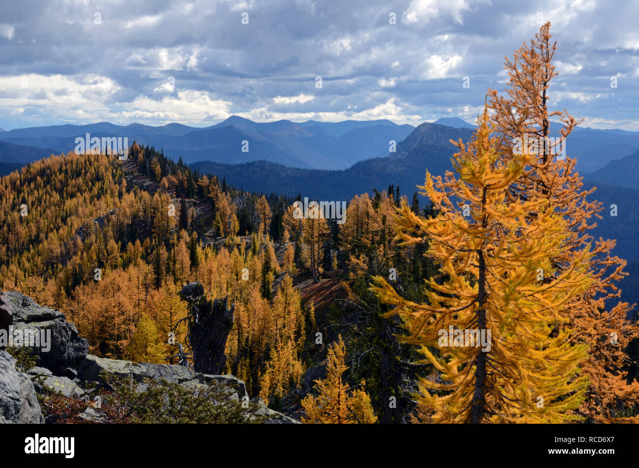 Alpine larch in the Ten Lakes Scenic Area in fall. Whitefish Range in the Kootenai National