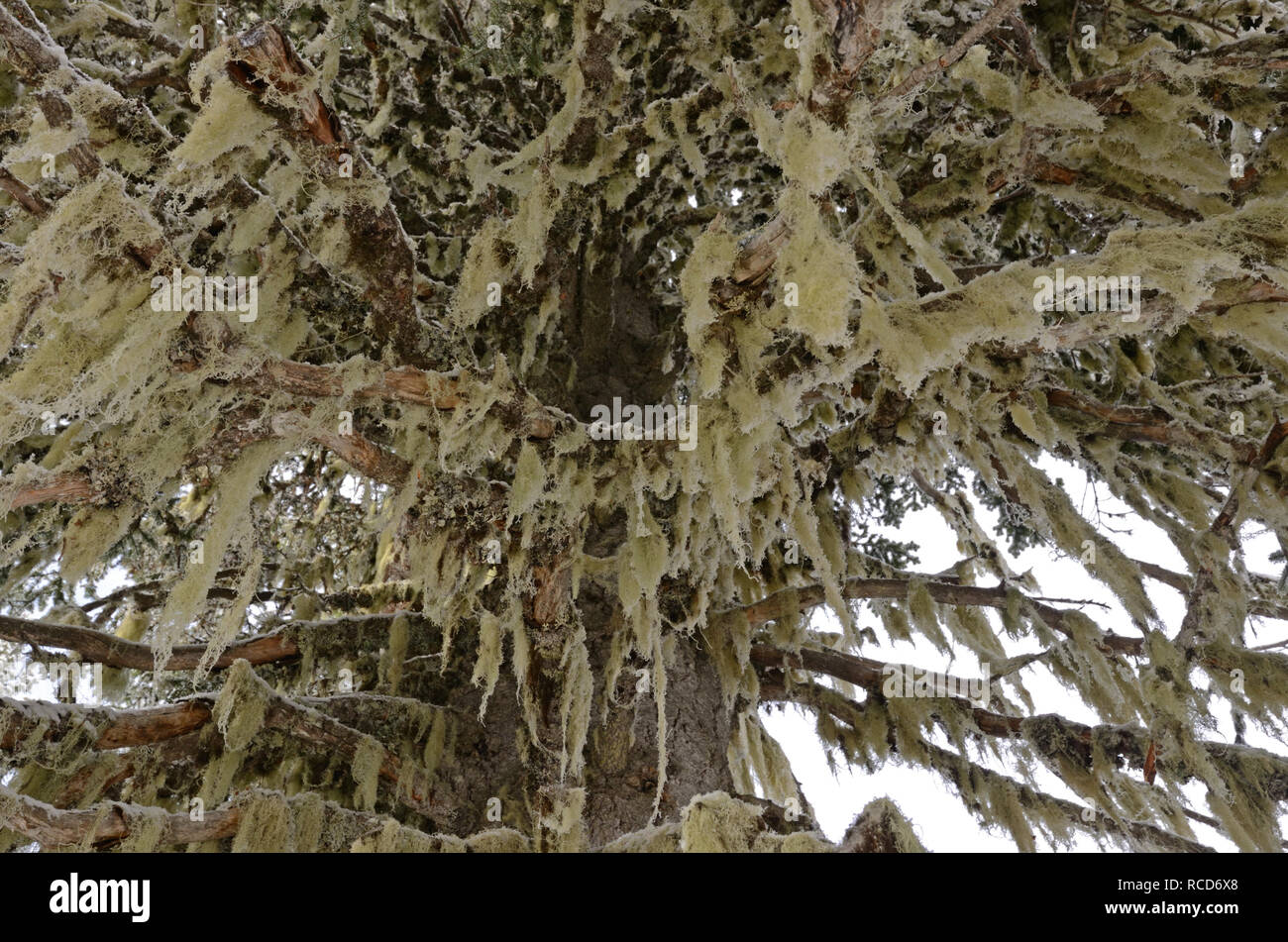 Witches' hair lichen in a spruce fir forest after a snowstorm in fall. Purcell Mountains, North Idaho. (Photo by Randy Beacham) Stock Photo