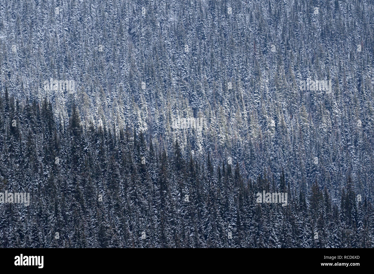 Spruce fir forest in the Buckhorn Ridge Roadless Area after snowstorm in fall. Purcell Mountains, northwest Montana. (Photo by Randy Beacham) Stock Photo