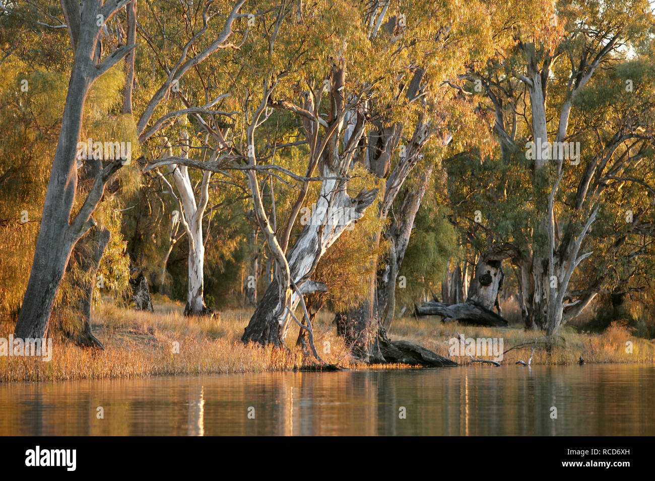 ( E. camaldulensis) River Red Gum trees grow along the banks of the