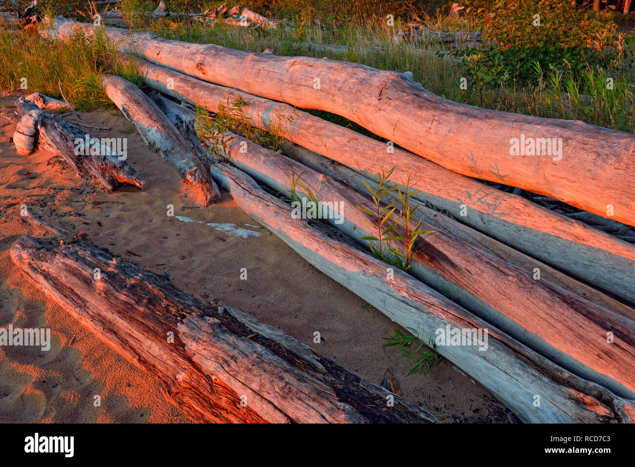 Driftwood on the shore of Great Slave Lake with goldenrod, Hay River, Northwest Territories, Canada Stock Photo