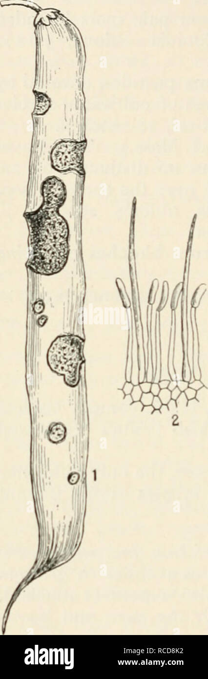 . Diseases of cultivated plants and trees. Plant diseases; Plants -- Wounds and injuries; Plants, Protection of; Trees -- Diseases and pests. 442 DISEASES OF CULTIVATED PLANTS Pods that are severely attacked are often contorted or twisted, and in such instances the mycelium frequently passes quite through the pod and infects the beans. The conidiophores burst through the epidermis in tufts on the diseased spots, cylindrical, simple, 45-55 /* long; conidia apical, oblong, ends rounded, straight or curved, hyaline, i5-i9X3'5-5&quot;5 Z^-. Spines few in number, or sometimes absent, dark coloured. Stock Photo