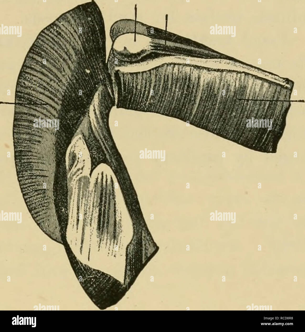 . Diseases of cattle, sheep, goats and swine. Veterinary medicine