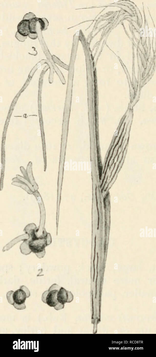 . Diseases of cultivated plants and trees. Plant diseases; Plants -- Wounds and injuries; Plants, Protection of; Trees -- Diseases and pests. 348 DISEASES OF CULTIVATED PLANTS Onion smut {UrocysHs cepulae. Frost) is only known to attack cultivated onions, and develops during the seedling stage. As a rule the first leaf shows the disease before the second leaf appears : the disease attacks the leaves in the order of their appearance. The outer coat of the bulb is. P'iG. 104. — Urocystis occulta. i, upper part of rye plant diseased ; 2, spores, one of w hich has germinated and produced a cluster Stock Photo