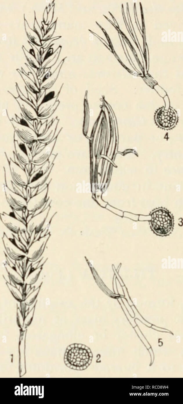 . Diseases of cultivated plants and trees. Plant diseases; Plants -- Wounds and injuries; Plants, Protection of; Trees -- Diseases and pests. 346 DISEASES OF CULTIVATED PLANTS Spores globose, brown, 17-22 /*, border 1-1-5 /^) ^'^^ paler, epispore with raised ridges anastomosing to form an irregular network. The formalin method, recommended for loose smut of oats, is effective in destroying spores adhering to the seed.. Fig. 103.â Tilletia tritici. I, ear of wheat diseased ; 2, spore ; 3 and 4, spores germinating and producing a gcrm-&quot;tul)e, bearing a cluster of secondary spores at its ape Stock Photo