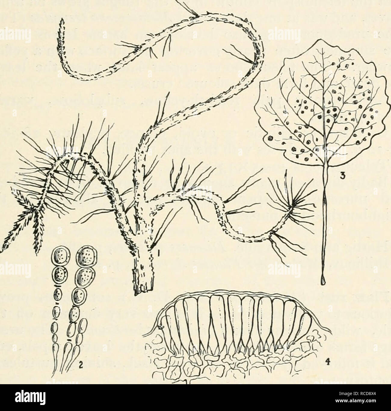 . Diseases of cultivated plants and trees. Plant diseases; Plants -- Wounds and injuries; Plants, Protection of; Trees -- Diseases and pests. MELAMPSORA 325 Pine branch twist.—The aecidium phase of Melampsora pinitorqua, ^ostxn^ {=Caeoma pinitorqiaan, A. Br.), has been shown by Hartig to be very destructive to young pines, seedlings being sometimes diseased as they appear above ground. About the age of thirteen the disease dies out, and those that have not been too severely attacked, recover. Plants that are attacked when quite young are usually killed,. Fig. ()Z.—Melampsora pinito?-qua. i, to Stock Photo