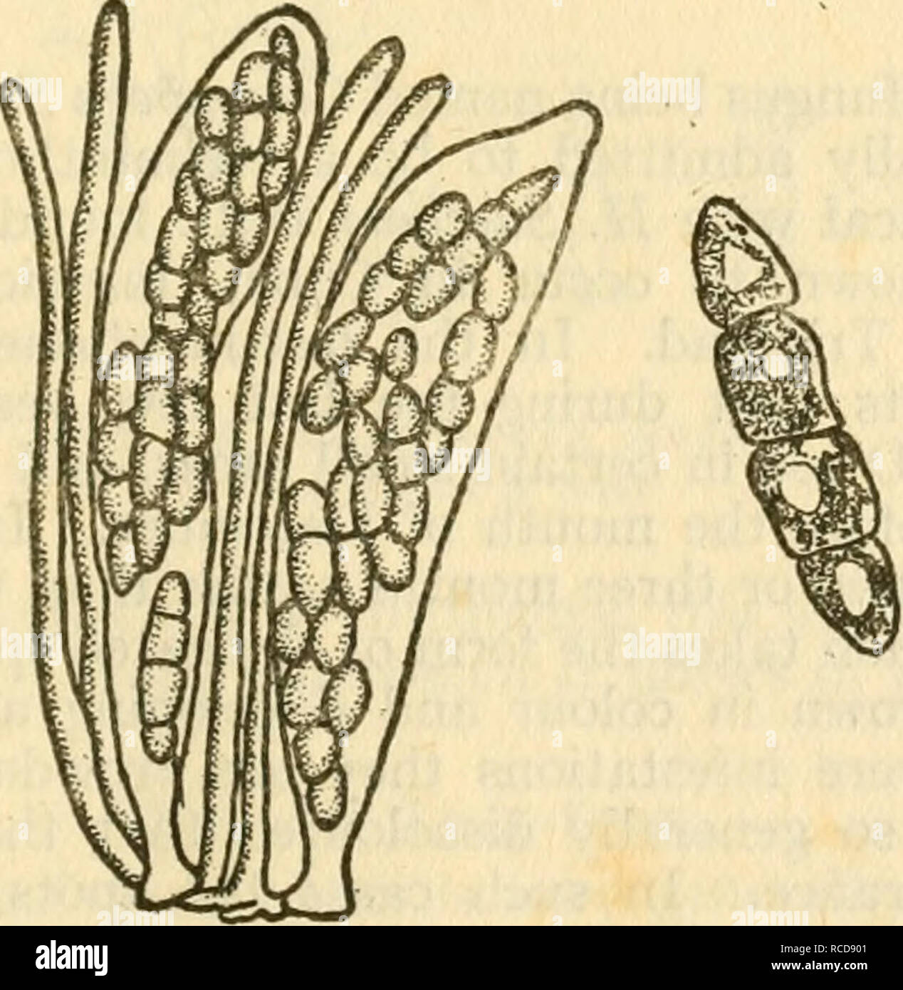. Diseases of crop-plants in the Lesser Antilles. Tropical plants; Plant diseases. Fig. 130 Cercospora vaginae From Wahber &amp; Went. Fi-. 132 Leptosphaeria Sacchari. Akci and Spore From Memoirs, Depi. Agri., India. Please note that these images are extracted from scanned page images that may have been digitally enhanced for readability - coloration and appearance of these illustrations may not perfectly resemble the original work.. Nowell, William, 1880-; West Indies (British). Imperial Dept. of Agriculture. London, West India Committee Stock Photo