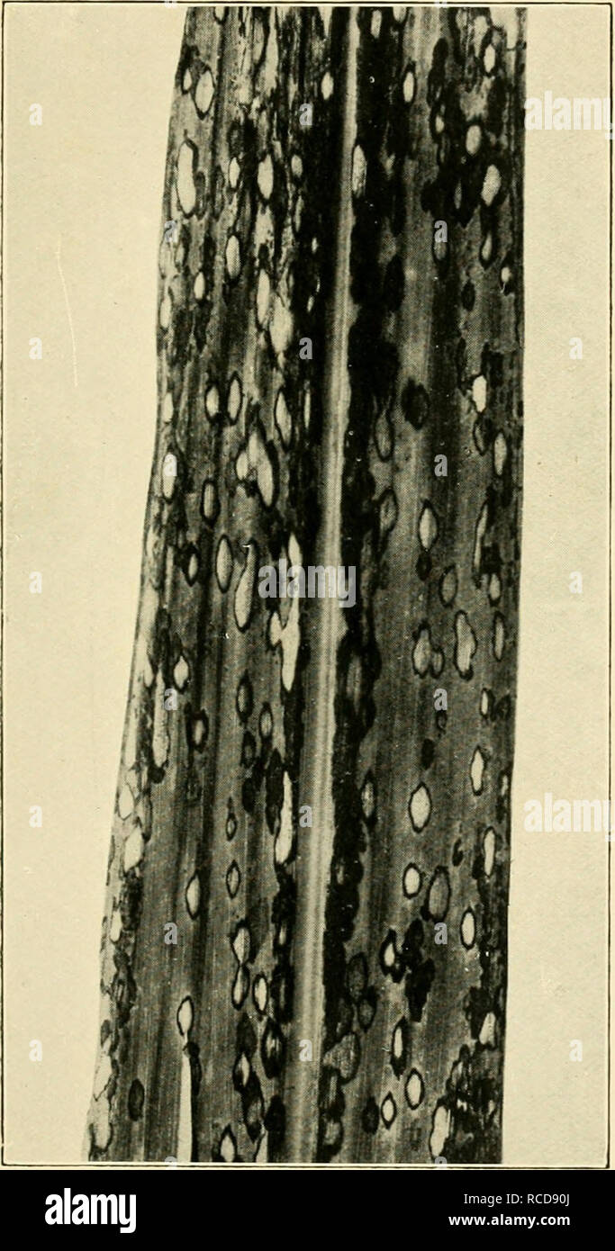 . Diseases of crop-plants in the Lesser Antilles. Tropical plants; Plant diseases. Fig. 131 Ring Spot of Sugar-cane (Leptosphaeria Sacchari). Please note that these images are extracted from scanned page images that may have been digitally enhanced for readability - coloration and appearance of these illustrations may not perfectly resemble the original work.. Nowell, William, 1880-; West Indies (British). Imperial Dept. of Agriculture. London, West India Committee Stock Photo