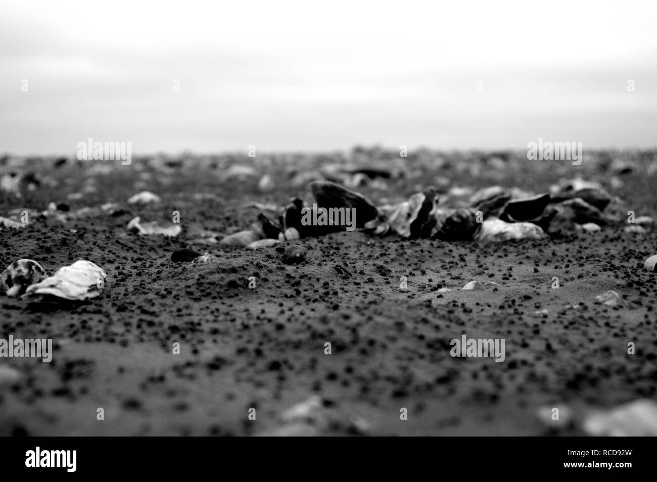 Beach Normandy old oyster farm Stock Photo Alamy
