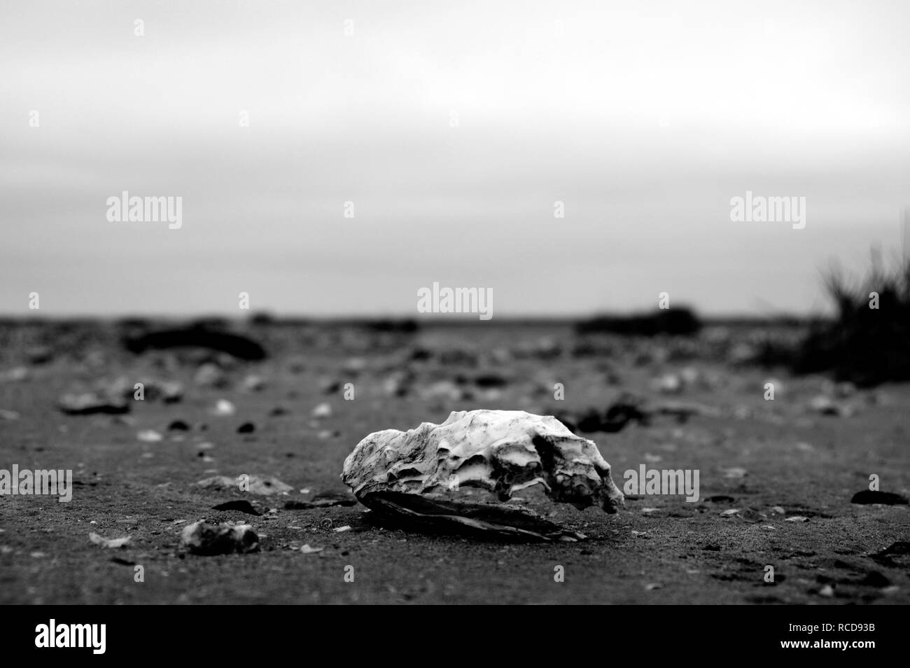 Beach Normandy old oyster farm Stock Photo Alamy