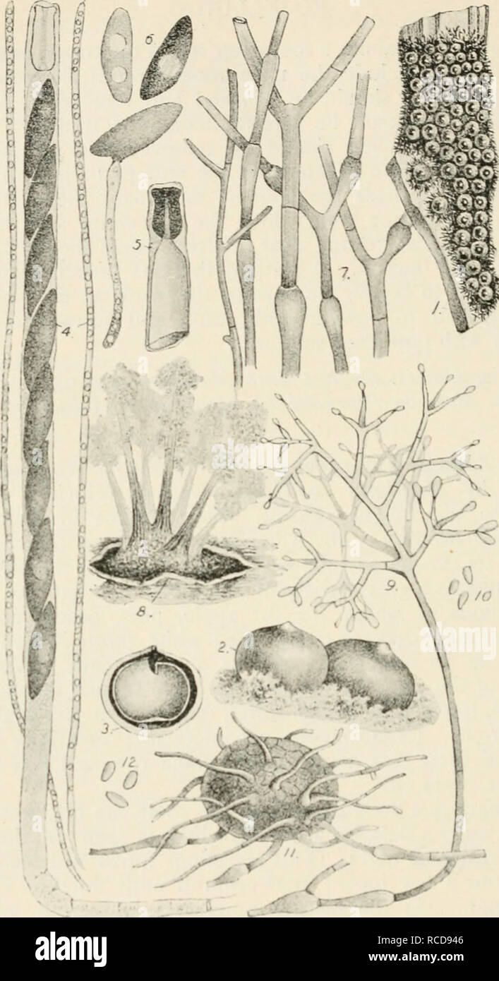 . Diseases of cultivated plants and trees. Plant diseases; Plants -- Wounds and injuries; Plants, Protection of; Trees -- Diseases and pests. Fig. dT.—Koitllinia radiciperda. i, ascigerous condition ; 2, peiilhccia : 3, section of same; 4, ascus containing 8 spores, also two parapliyso^; 5. tip of an ascus after treatment with iodine, showing the arrangement for effecting the opening of the ascus for escape of spores ; 6, a-cospores, one germinating; 7, brown mycelium with swellings; 8, black sclerotiiim bearing a cluster of conidial fruit ; 9, a single conidiophore; 10, conidia ; II, pycnidiu Stock Photo