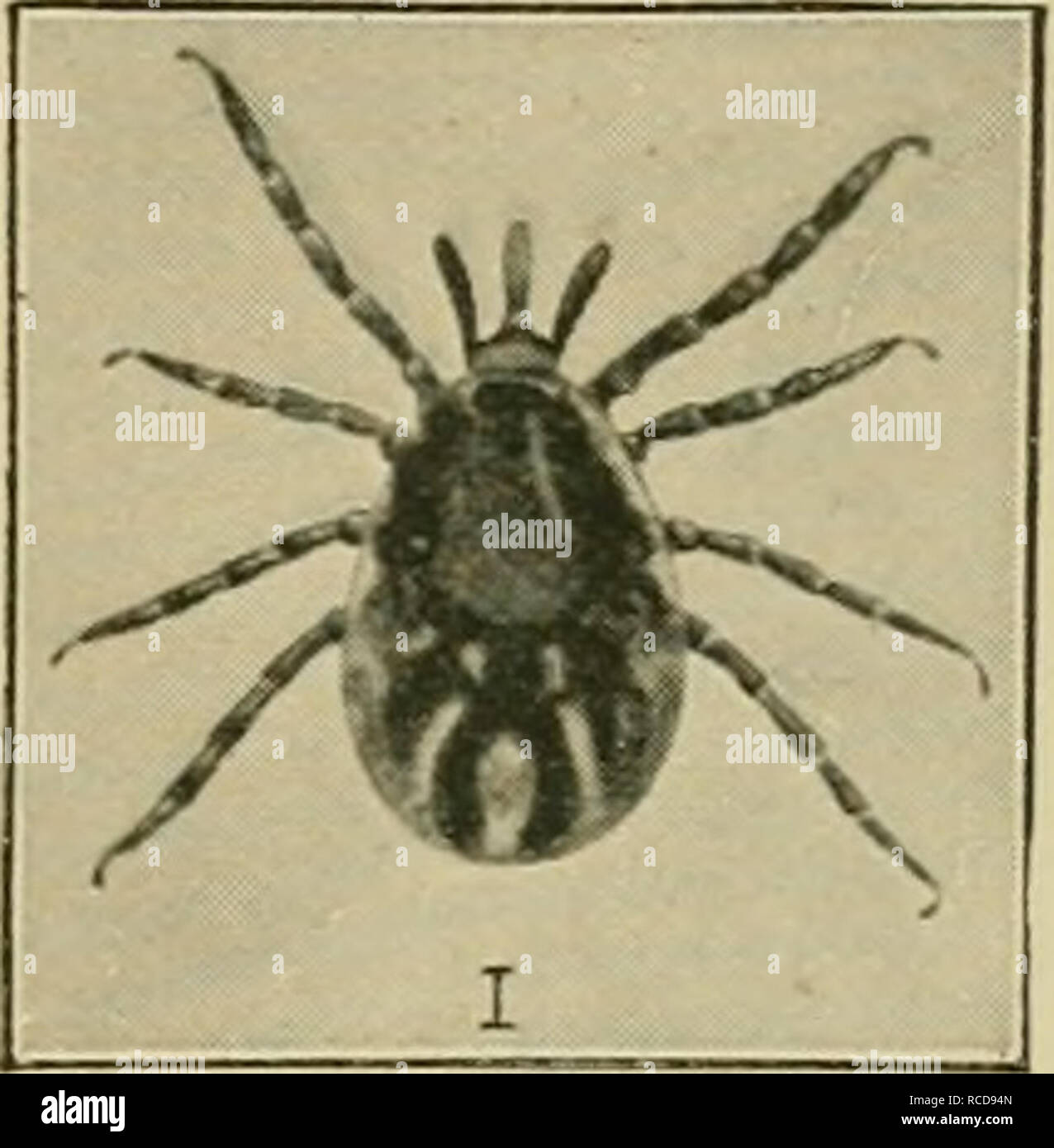 Diseases of cattle, sheep, goats and swine. Veterinary medicine. Fig.  198.—Larva of the grass tick. Length, j^th of 1 mch.. Fig. 199.—Pupa of the  grass tick. Length, TR^h of 1 inch.