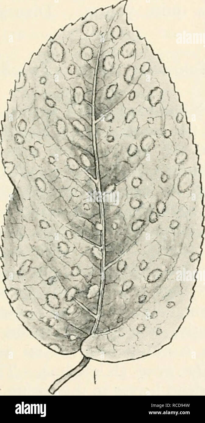 . Diseases of cultivated plants and trees. Plant diseases; Plants -- Wounds and injuries; Plants, Protection of; Trees -- Diseases and pests. MYCOSPHAERELLA 215 tree should be cut down and burned, as it never becomes free from the disease. Farlow, G., Bull. Bessay Inst., 1875. Halsted, Neiv Jersey Agric. Coll. Expt. Station, Bull. 78. MYCOSPHAERELLA (Johans.) Perithecia as in Sphaerella, asci i6-spored, without para- physes; spores elongated, i-septate, hyaline. Pear leaf spot.—The early defoliation of pear-trees has for long been considered to be due to the presence of a fungus called Septori Stock Photo