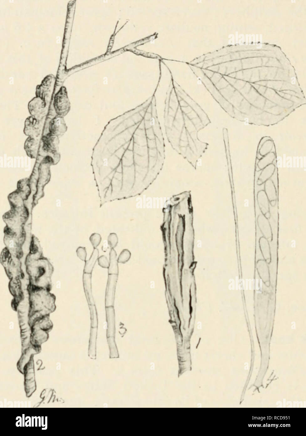 . Diseases of cultivated plants and trees. Plant diseases; Plants -- Wounds and injuries; Plants, Protection of; Trees -- Diseases and pests. 214 DISEASES OF CULTIVATED PLANTS conidia elliptical, olive, about i6 /x long. Pycnidia resembling the perithecia, containing elliptical pale yellow, 3-septate stylospores, 10-12x6-7 /x. Spermogonia also similar to the perithecia, producing very minute spermatia. Perithecia crowded, asci cvlindric-ovate, 110-150x16-18 fx; spores. Fig. 61.—Plowrightia mcrhosa. i, portion of a plum branch, showing conidial stage of the fungus; 2, branch with ascigerous con Stock Photo