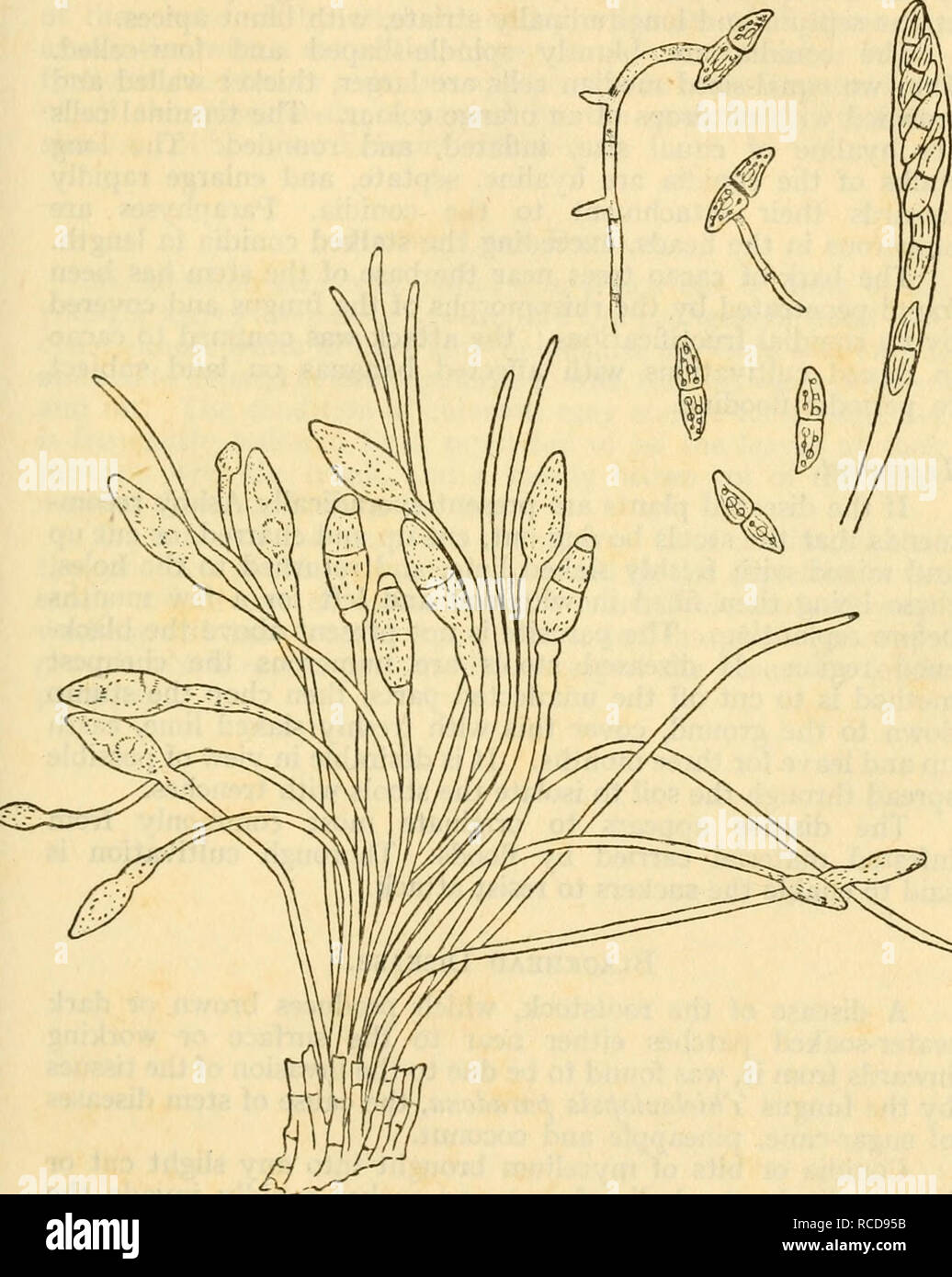 . Diseases of crop-plants in the Lesser Antilles. Tropical plants; Plant diseases. DISEASES OF BANANA 253 described as penetrating the tissue of the rootstock, and these in turn give out hyphae which grow among the cells. The fructifications are borne at or just above ground level.. Fig. 98 SpHAEROSTILBE MUSARUM, CONIDIA, ASCUS AND ASCOSPORES Bull. 6, Dept. Agri., Jamaica The conidial stage occurs on small yellow or orange cushions up to 2 mm. diameter, bearing one or more slender white stalks furnished with a brown or brownish red spherical head or ending in a point.. Please note that these i Stock Photo