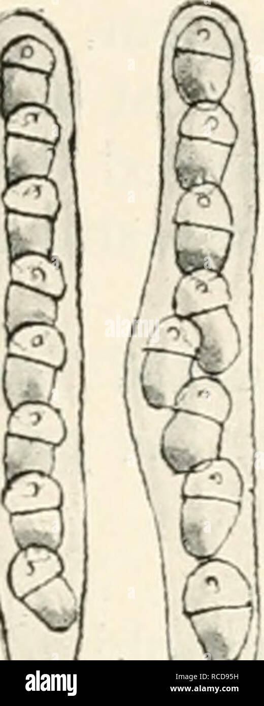 . Diseases of cultivated plants and trees. Plant diseases; Plants -- Wounds and injuries; Plants, Protection of; Trees -- Diseases and pests. &gt;^. ^^ Fig. 58.— Venturia inaequalis. i, conidial stage (Fusicladium dendriti- f«;«) on apple leaf; 2, 3 and 4, conidial stage; 6, section of perithecium ( Venturia stage) ; 7 and 8, asci and spores of Venturia ; 9, apple twig with Fusicladium stage, as appearing during winter and spring. Figs, i and 9 reduced ; remainder highly mag. practicable. I am not convinced. I believe that it is as practicable to remove the dead shoots from a tree as it is to  Stock Photo