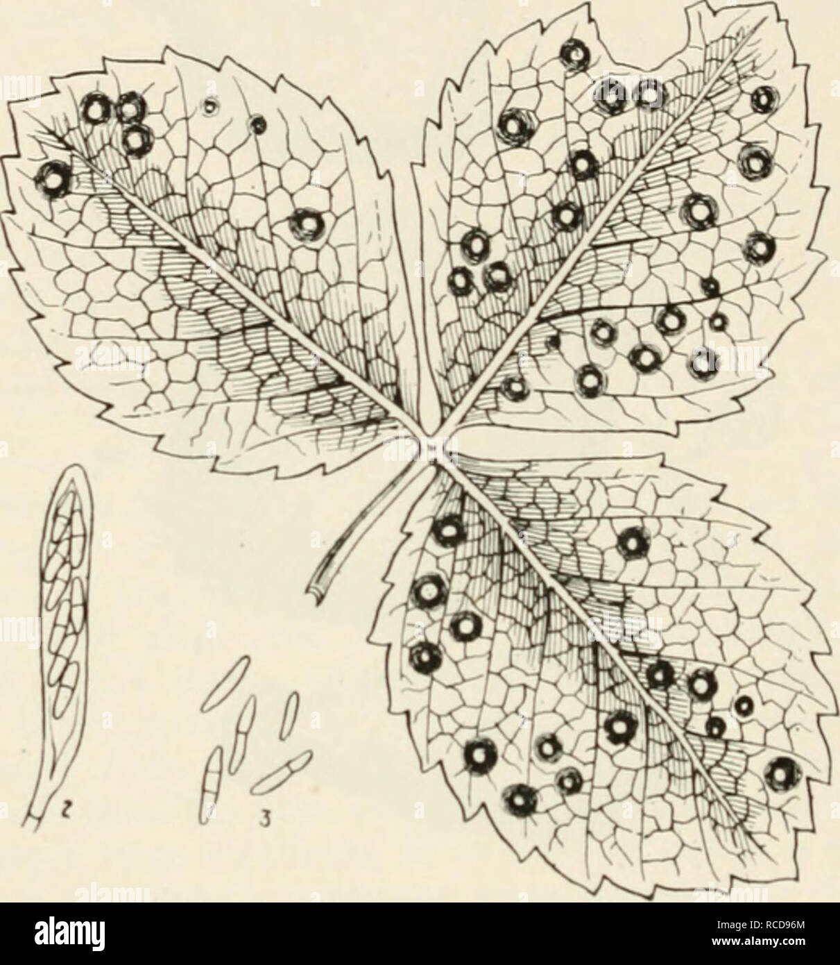 . Diseases of cultivated plants and trees. Plant diseases; Plants -- Wounds and injuries; Plants, Protection of; Trees -- Diseases and pests. 194 DISEASES OF CULTIVATED PLANTS Strawberry leaf spot.—Both cultivated and wild straw- berries are often severely damaged by a fungus named Sphaerella fragariae (Tul.), the conidial form of which was at one time the only stage known, and was called Ratnularia Tulasnei (Rab.). Small reddish-brown patches first appear on the leaves, which continue to increase in size for some time and frequently encroach on each other, forming. Fig. 52.—Sphaerella fra^^ar Stock Photo