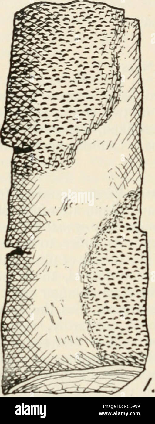 . Diseases of cultivated plants and trees. Plant diseases; Plants -- Wounds and injuries; Plants, Protection of; Trees -- Diseases and pests. 17: DISEASES OF CULTIVATED PLANTS near. After the tree is dead, the second or ascigerous form of fruit bursts through the bark in larger pustules than those formed by the conidial fruit. In all the cases I have investigated in the field, the common practice of planting too deep had been followed, and this I feel assured has something to do with the disease, more. Please note that these images are extracted from scanned page images that may have been digi Stock Photo