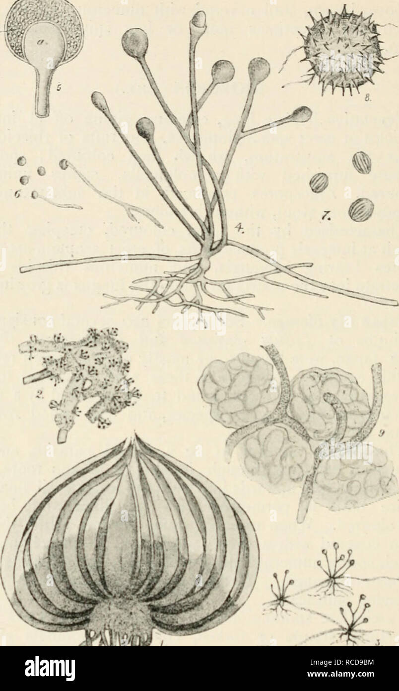 . Diseases of cultivated plants and trees. Plant diseases; Plants -- Wounds and injuries; Plants, Protection of; Trees -- Diseases and pests. 134. Fit., jo. K.'..,j/us !.c..:/is. I. scLlion of a dibcisuil lily bulb, tin (lark ponion of the base of the bulb is thi- part attacked by the fundus 2, fruitiiig condition of llic fungus growing on the root of a bulb 3, cluster of sporangia of the fungus ; 4, cluster of sporangia mori highly mag. ; 5, optical view of a sporangium ; a, columella, the portion b, l&gt;ctween the columella and outer wall is filled with spores ; 6, spores, some of which are Stock Photo