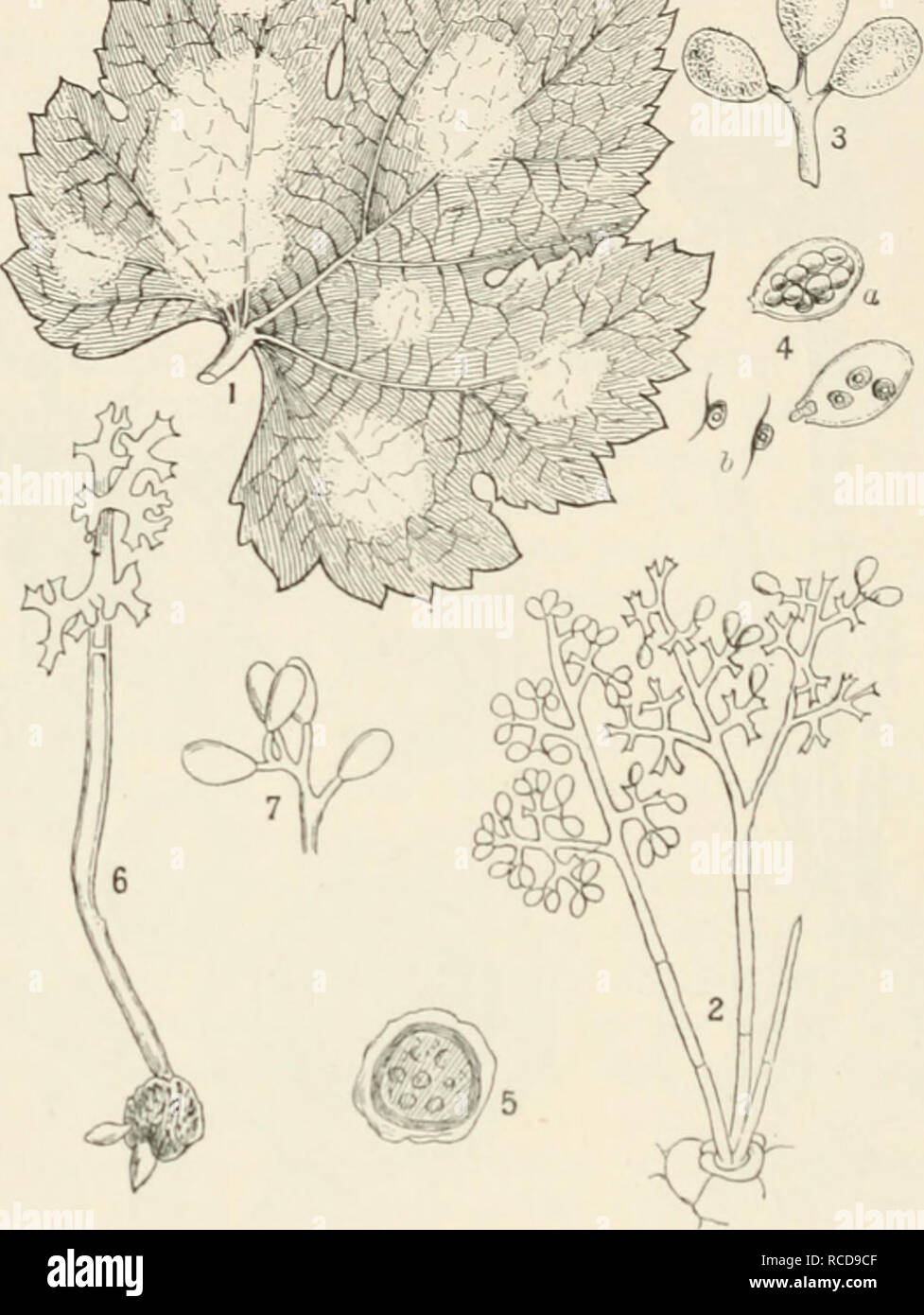 . Diseases of cultivated plants and trees. Plant diseases; Plants -- Wounds and injuries; Plants, Protection of; Trees -- Diseases and pests. I20 DISEASES OF CULTIVATED PLANTS liberated and dispersed throughout the house. Tendrils and parts of the flower behave in a similar manner when attacked. A^ffiiwJl?^ ---^T-^. Fig. 26.—Plasmopara viticola. i, under surface of a vine leaf showing white patches of mildew ; 2, group of conidiospores bearing numerous conidia ; 3, three conidia more highly mag.; 4, conidia containing zoospores, in b, two zoospores have escaped from the conidium ; 5, mature oo Stock Photo