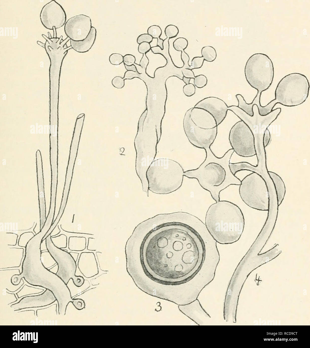 . Diseases of cultivated plants and trees. Plant diseases; Plants -- Wounds and injuries; Plants, Protection of; Trees -- Diseases and pests. PLASMOPARA 119 Plasviopara viticola (Berl. and de Toni), was introduced to Europe from the United States, where it is equally injurious to both wild and cultivated vines. Every portion of the plant above ground is attacked, but more especially the foliage, where its presence is first indicated by the appearance of pale,. Fig. 25.—Basidiospora entospora. 2, 3, Sclerospora graminis, conidial stage and oospore ; 4, Bremia lactucae, portion of conidial stage Stock Photo