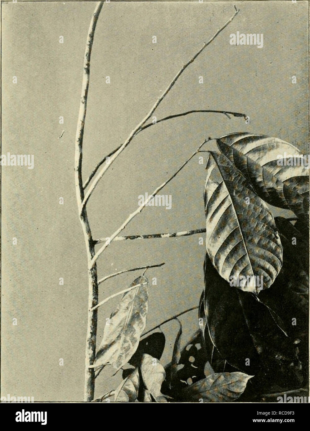 . Diseases of crop-plants in the Lesser Antilles. Tropical plants; Plant diseases. Fhoto by] Fig. 44 Pink Disease of Cacao. Please note that these images are extracted from scanned page images that may have been digitally enhanced for readability - coloration and appearance of these illustrations may not perfectly resemble the original work.. Nowell, William, 1880-; West Indies (British). Imperial Dept. of Agriculture. London, West India Committee Stock Photo