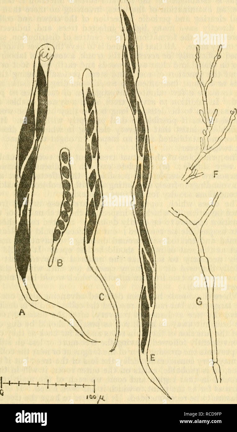 . Diseases of crop-plants in the Lesser Antilles. Tropical plants; Plant diseases. ROOT DISEASES 139. Fig. 42 RosELLiNiA Spp. (A) ASCUS OF R. BUNODES. (B) ASCUS OF R. SUBICULATA. (C) AsCUS OF R. PARAGUAYENSIS (?) (E) AsCUS OF R. PePO. (F) Terminal Hyphae from Conidial Fructification of Pepo. (G) External Hypha characteristic of Rosellinia Spp.. Please note that these images are extracted from scanned page images that may have been digitally enhanced for readability - coloration and appearance of these illustrations may not perfectly resemble the original work.. Nowell, William, 1880-; West Ind Stock Photo