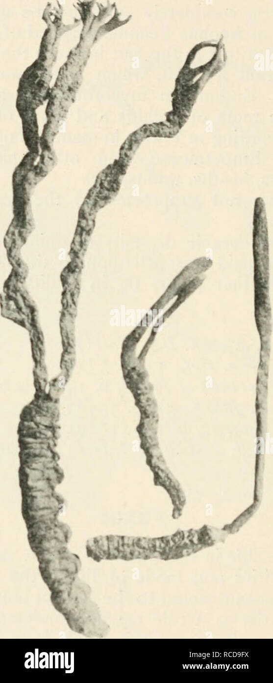 . Diseases of cultivated plants and trees. Plant diseases; Plants ...