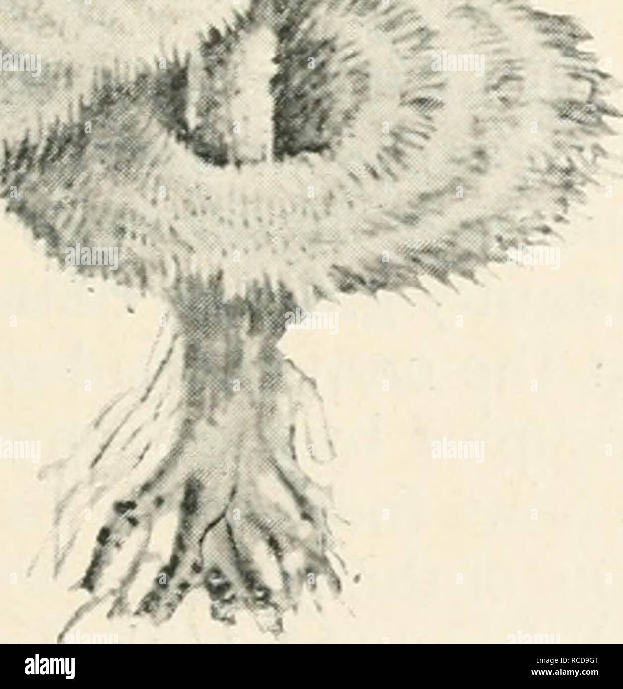 . Diseases of cultivated plants and trees. Plant diseases; Plants -- Wounds and injuries; Plants, Protection of; Trees -- Diseases and pests. INJURY CAUSED BY NON-PARASITIC ORGANISMS 6i fornian disease is considered to be due to an allied organism, P. californica (Viala and Sauv.). I have shown under the heading ' Orchid Spot,' that the supposed organism considered by Viala and Sauvageau as a member of the Myxomycetes, and named Flas/nodtophora, is merely a diseased condition of the cells of the host-plant, and that brunnisure of the vine and ' orchid spot' are entirely due to physical causes. Stock Photo