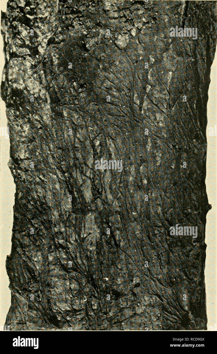 . Diseases of crop-plants in the Lesser Antilles. Tropical plants; Plant diseases. Fig. 34 RosELLiNiA Pepo : Smoky Mycelium on Surface of Bark xl^. Please note that these images are extracted from scanned page images that may have been digitally enhanced for readability - coloration and appearance of these illustrations may not perfectly resemble the original work.. Nowell, William, 1880-; West Indies (British). Imperial Dept. of Agriculture. London, West India Committee Stock Photo