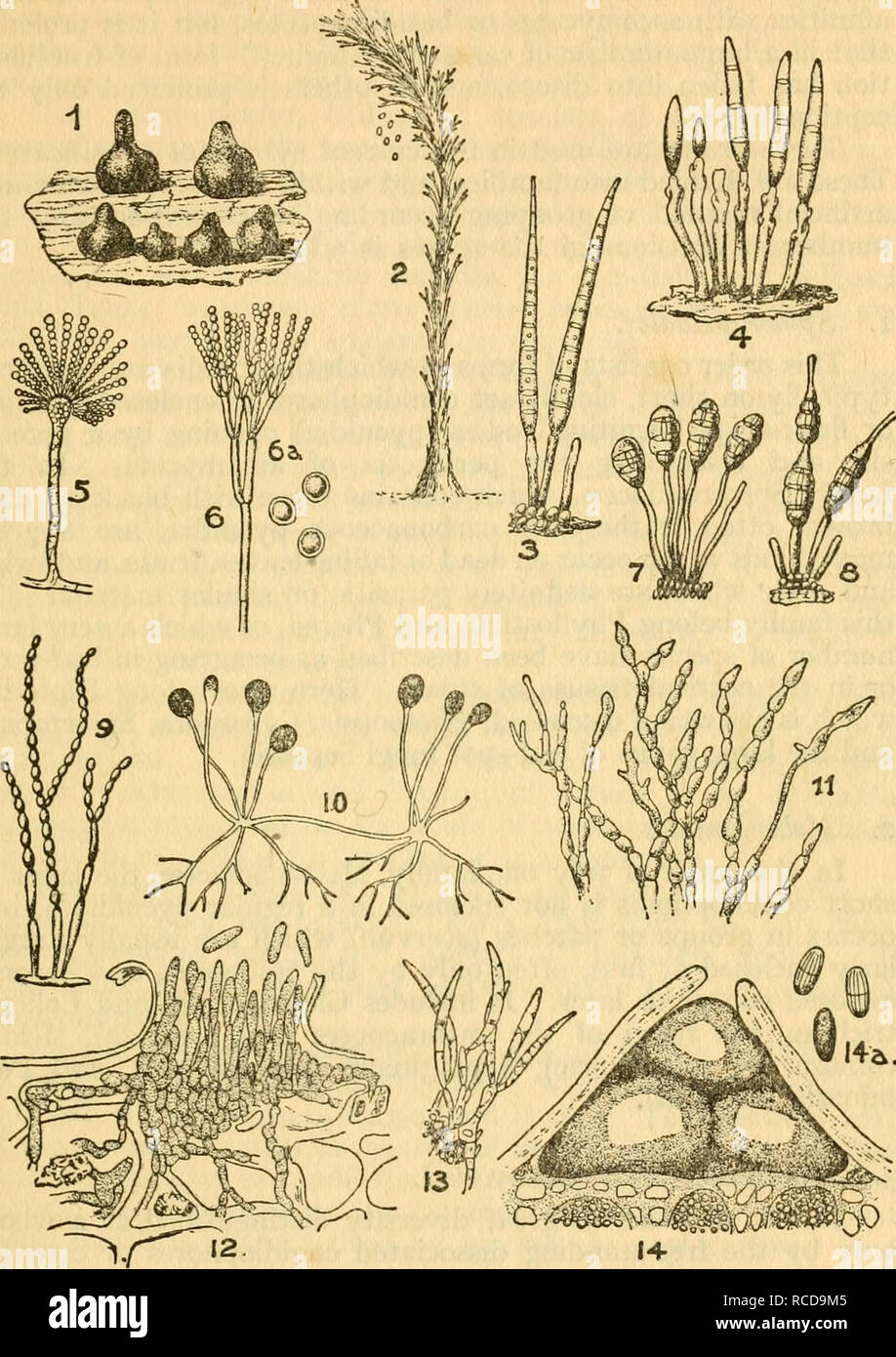 . Diseases of crop-plants in the Lesser Antilles. Tropical plants; Plant diseases. DISEASES CAUSED BY FUNGI 41. Fig. 10 TYPES OF CONIDIAL FRUCTIFICATIONS 1. Sphaeropsis. 2. Graphium (conid. stage of Rosellinia). 3. 4. Cercospora. 5. Aspergillus. 6. Penicillium. '. Macrosporium. 8. Alternaria tenuis. 9. Oospora. 10. MucoR (Zygomycetes). 11. Monilia. 12. GlOEOSPORIUM LINDEMUTHIANUM. 13. FUSARIUM. 14. DiPLODIA. After Nat. Pflam.. Please note that these images are extracted from scanned page images that may have been digitally enhanced for readability - coloration and appearance of these illustrat Stock Photo