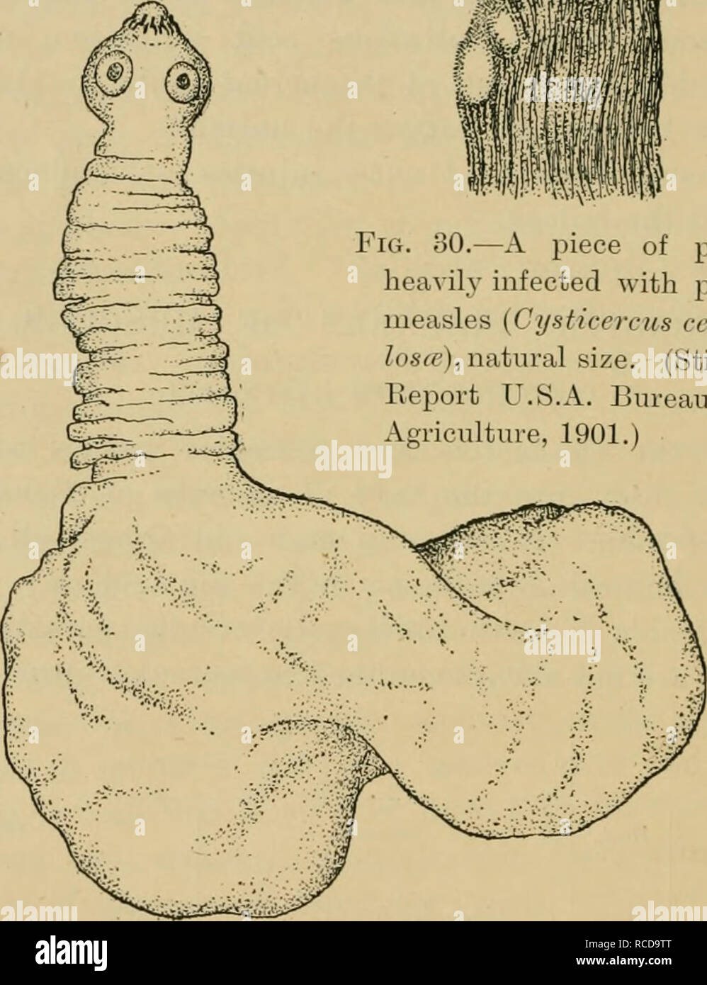 . Diseases of cattle, sheep, goats and swine. Veterinary medicine. ric )0— piece ot poik heiMh infected with, poik me isles {Cysticncus idUi losa) wxiwixX ^i/e. (Stiles Kepoit L S  Buiciu of Voucnltuic 1901 ). Fig. 31.—An isolated pork-measle bladder woiiu (Ci/sticcrcus ceUulos(c), with extended head, greatly enlarged. (Stiles, Report U.S.A. Bureau of Agriculture, 1901.) Causation. The cause of cysticercus disease in the pig ma}' be summed up in one phrase—viz., ingestion of eggs or eml)ryos of T&lt;enia soUnm. Young animals alone seem to contract the disease.. After the age of eight to ten  Stock Photo