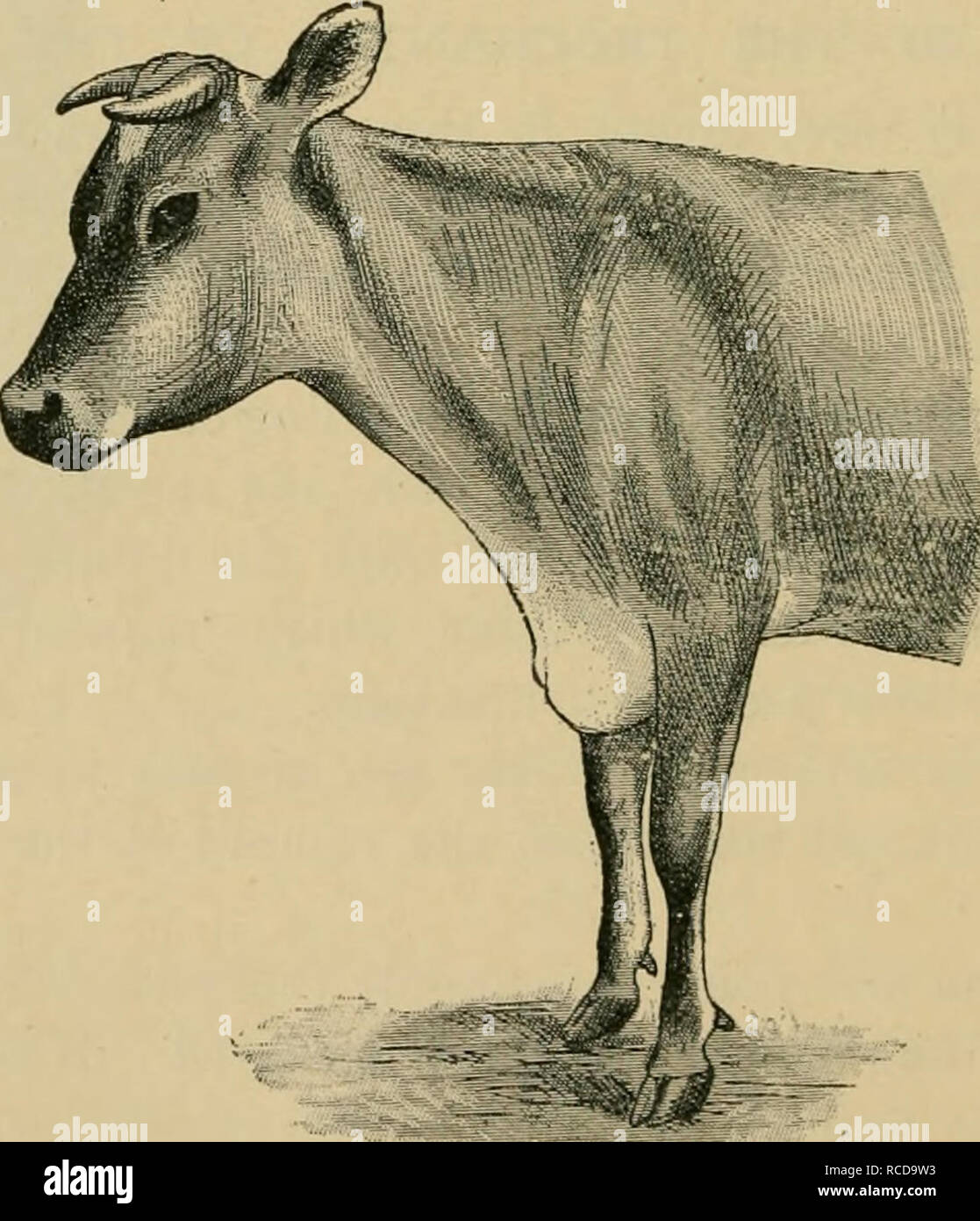 . Diseases of cattle, sheep, goats and swine. Veterinary medicine. This hygroma usually results from blows with the ox-goad, which cause inflammation of the subcutaneous connective tissue and oedematous infiltration extending down the leg. Afterwards the slightest Fiu. 27.—Capped hock.. Fig. 28.—Hygroma of the point of the sternum. injury, or even the friction due to the animal lying down, causes liquid to collect and an hygroma to form. This hygroma is readily infected and often suppurates; it then becomes very sensitive, producing intense lameness. More frequently, however, under the influen Stock Photo