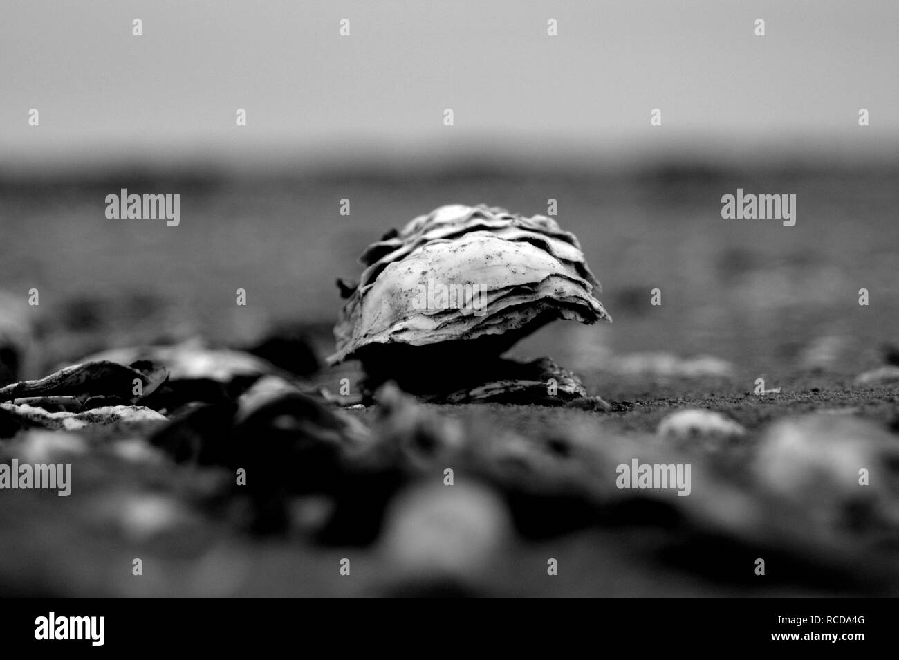 Beach Normandy old oyster farm Stock Photo Alamy