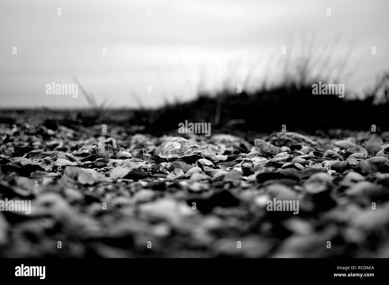 Beach Normandy old oyster farm Stock Photo Alamy