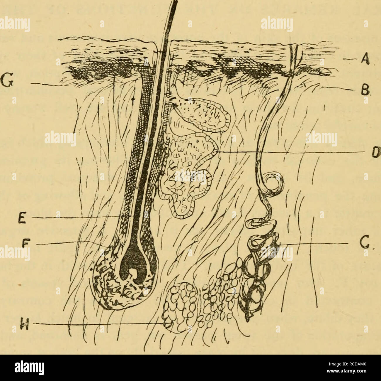 . Diseases & disorders of the horse a treatise on equine medicine and