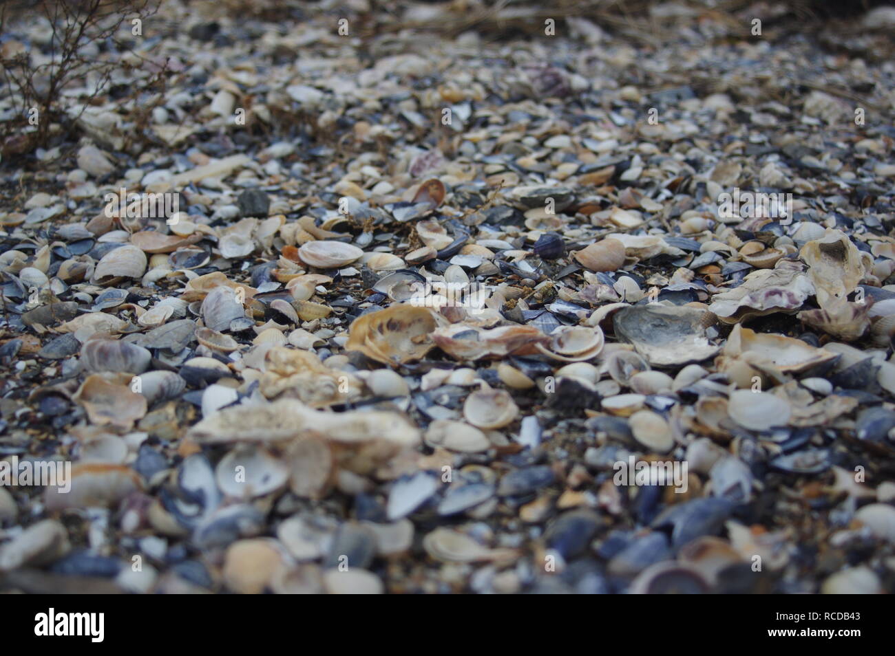 Beach Normandy old oyster farm Stock Photo Alamy