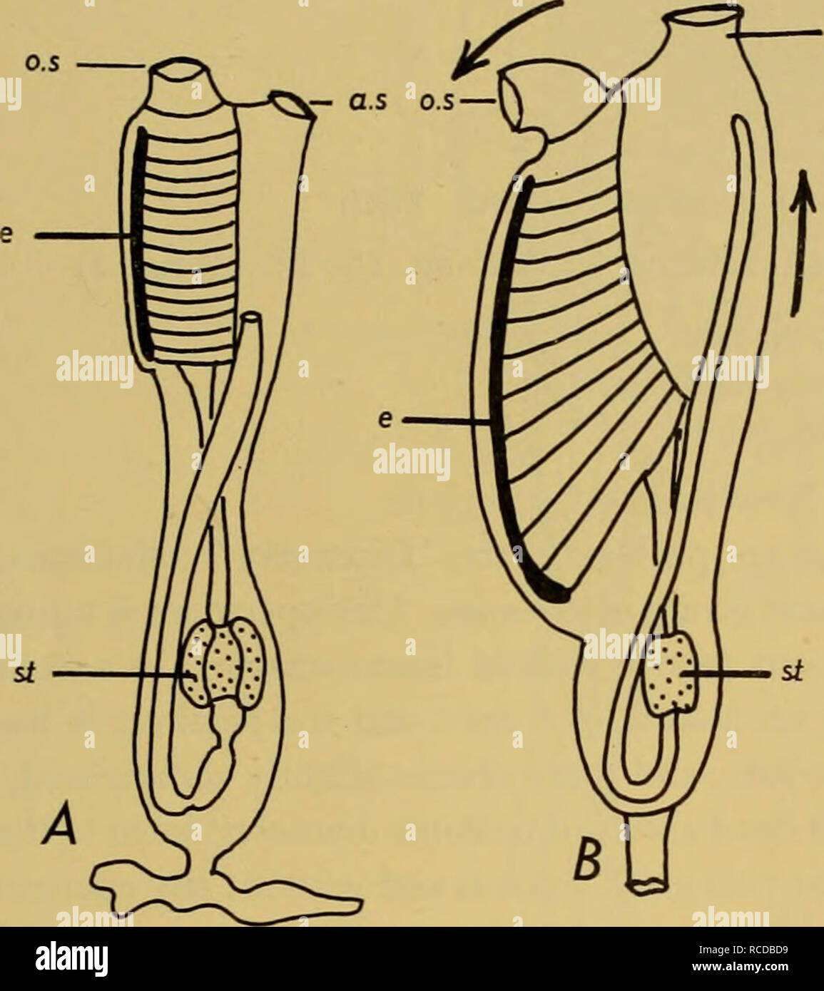 . Discovery reports. Discovery (Ship); Scientific expeditions; Ocean ...