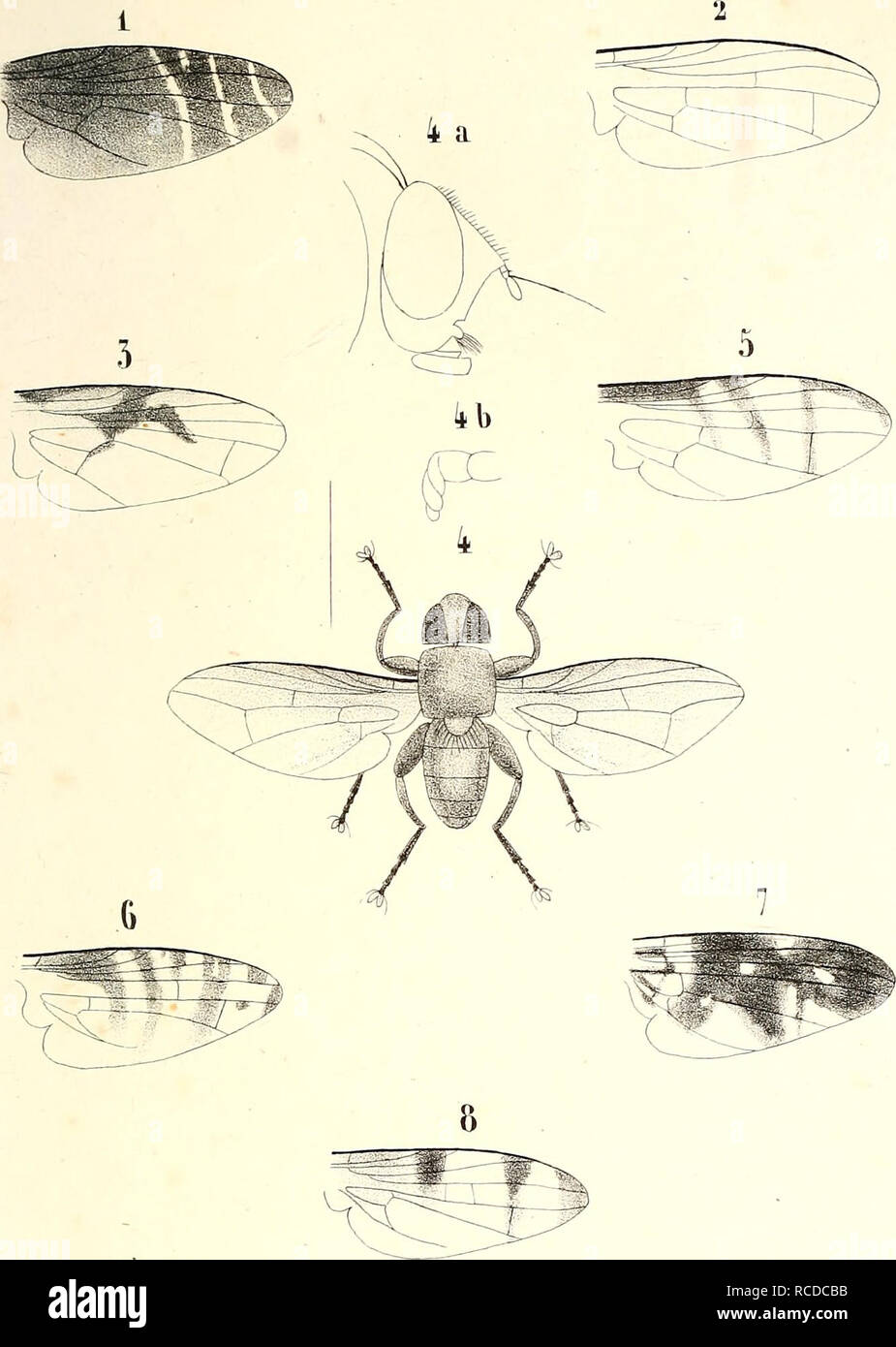 . DiptÃ¨res exotiques nouveaux ou peu connus. Diptera. Tnb. j.. 10 Mac quart del. Lrth. A.Robaut Ã Douai. PlalyatomaLi.Richardia 3,-Campiftaster 4, Herina 5, Uropliora 6. 8.Tcphrilis 9. Calobata 10.. Please note that these images are extracted from scanned page images that may have been digitally enhanced for readability - coloration and appearance of these illustrations may not perfectly resemble the original work.. Macquart, Justin, 1778-1855. Paris : Roret Stock Photo