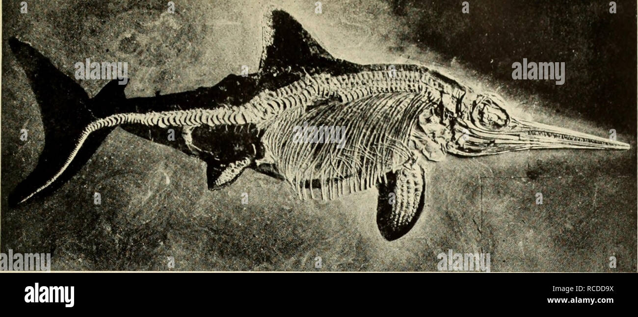 Here the form of the animal is retained as well as the skeleton: a fine example of the preservation of soft parts. (An ichthyosaur) body outline .H. photographs bony armor Beneath Here the form of the animal is retained as well as the skeleton: a fine example of the preservation of soft parts. (An ichthyosaur) body outline .H. photographs bony armor Beneath