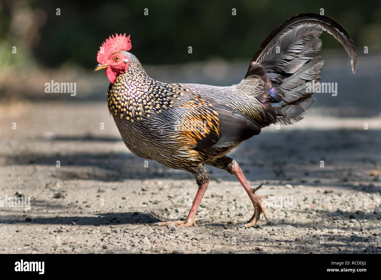 Grey junglefowl hires stock photography and images Alamy