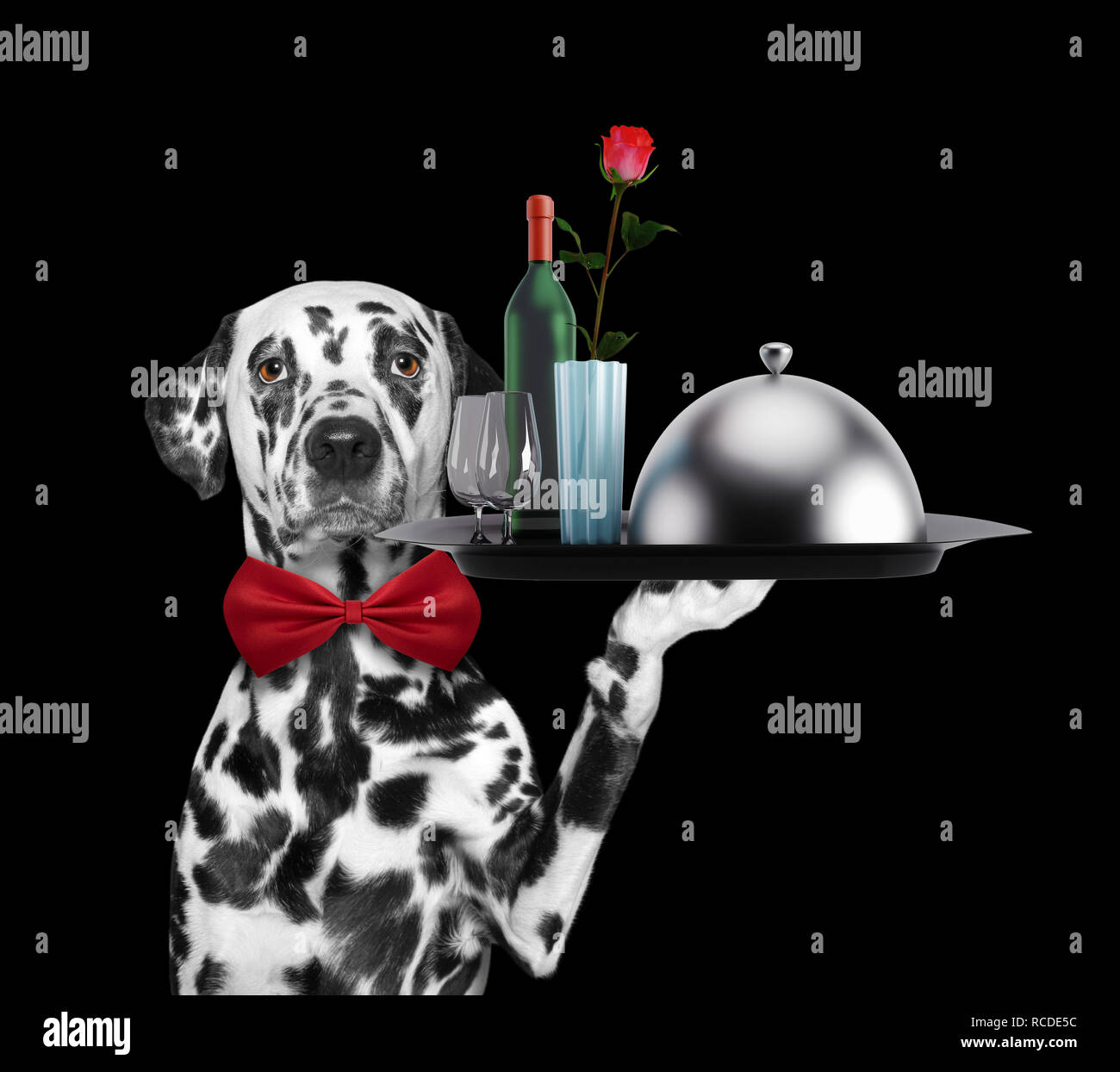 Waiter dalmatian dog with dishes, wine and rose. Isolated on black Stock Photo
