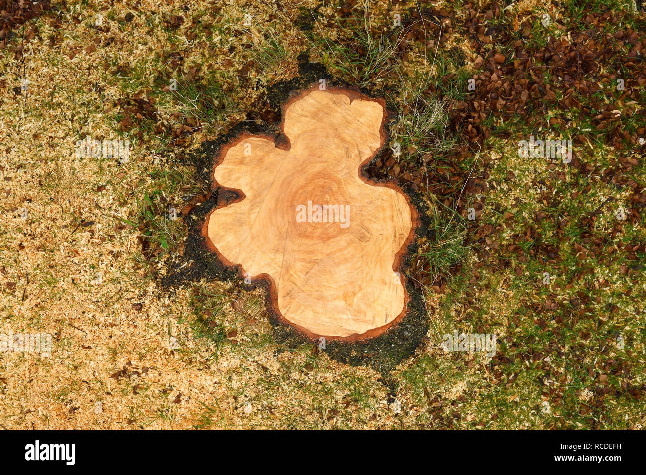 A freshly cut tree stump for a Silver Birch tree Stock Photo