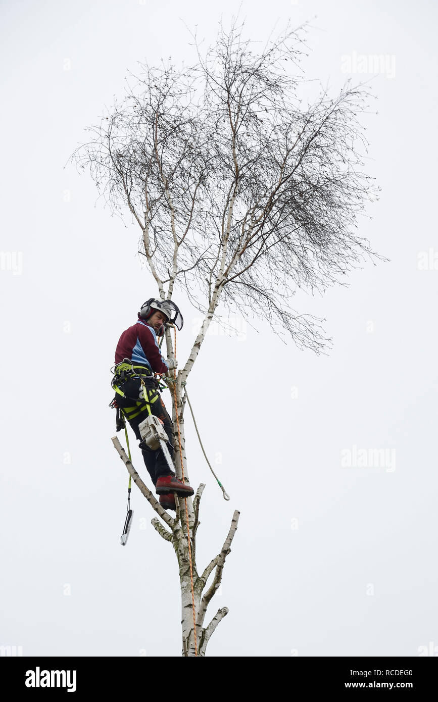 A tree surgeon fells the top of a silver birch tree while wearing a full safety harness with climbing ropes Stock Photo